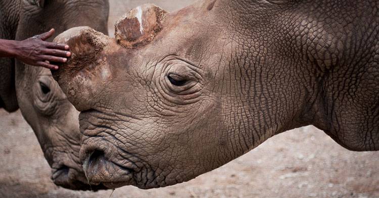 Muere Suni, uno de los últimos rinocerontes blancos del norte 