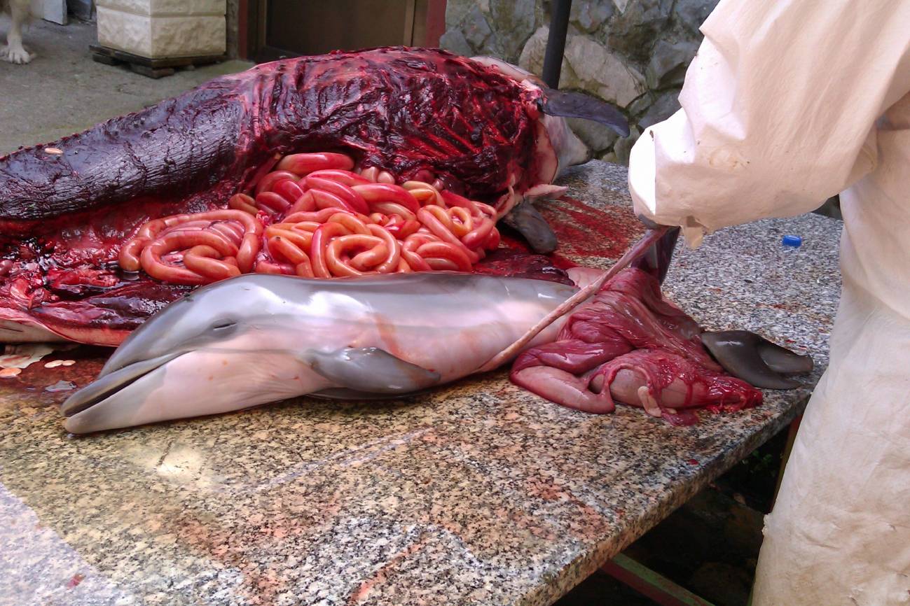 Muerta por comer plásticos