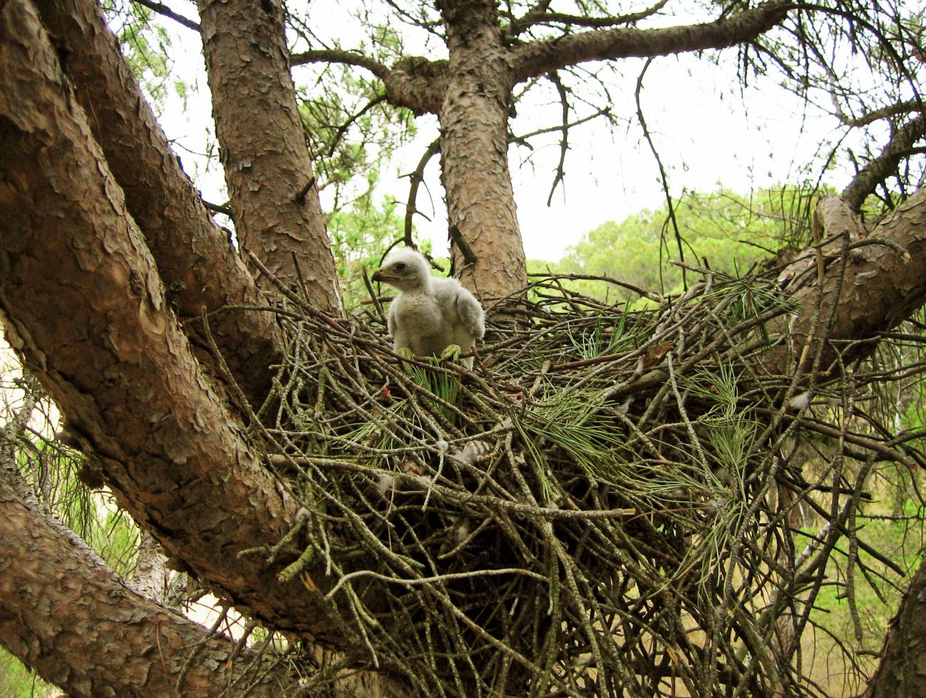 Nuestros bosques maduran, las aves forestales se expanden (2)