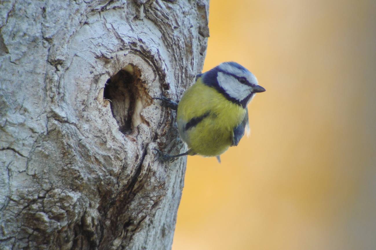 Nuestros bosques maduran, las aves forestales se expanden