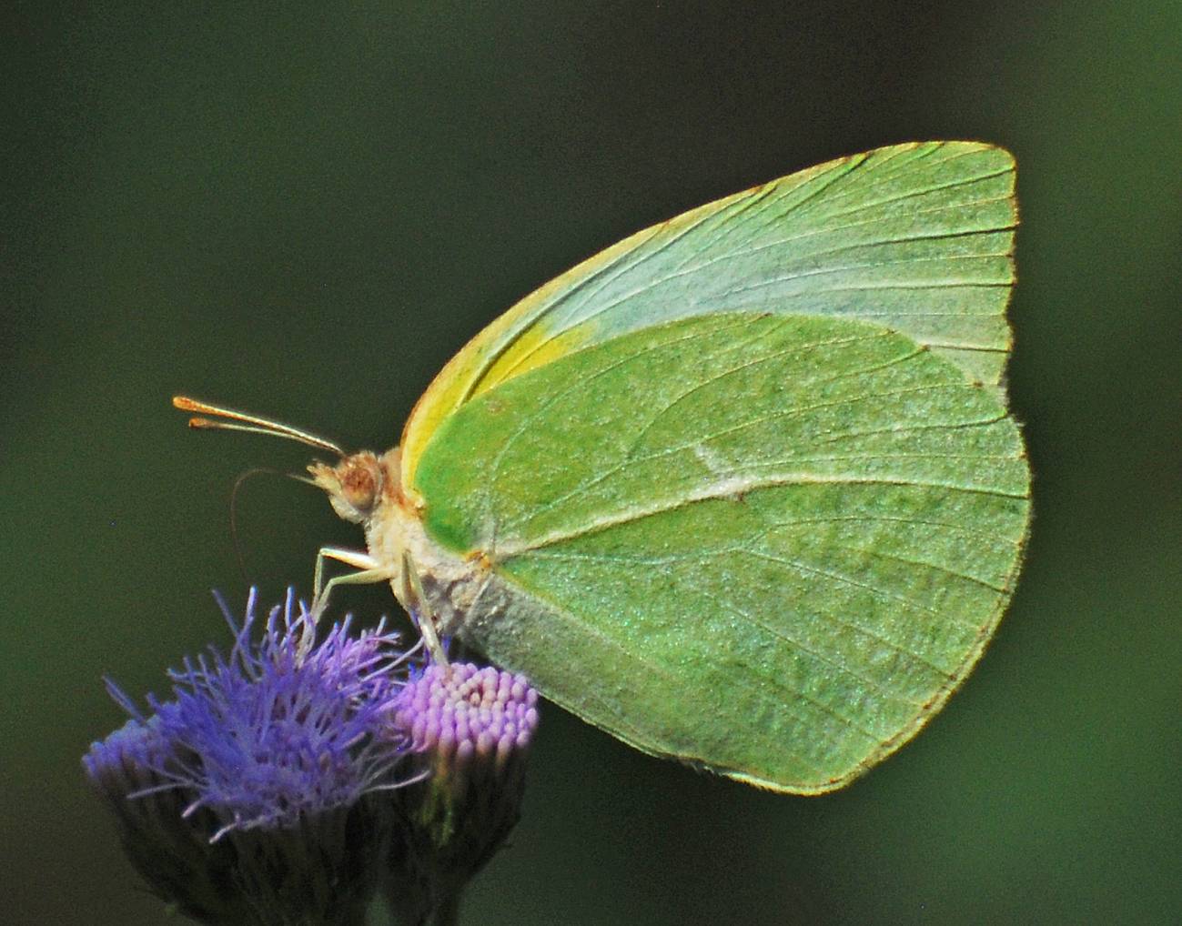 Nueva actualización de la Lista Roja de Especies Amenazadas