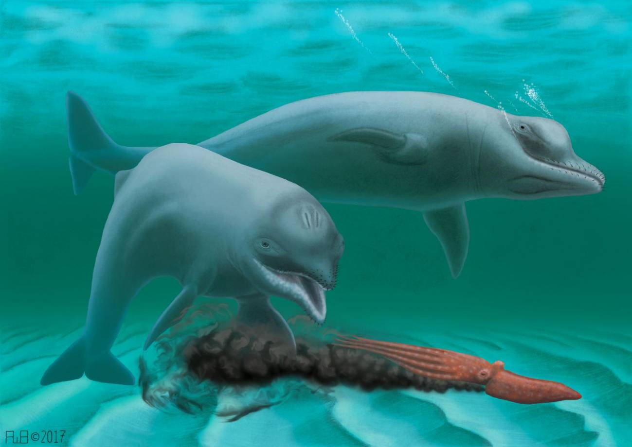 Nueva especie de delfín enano y sin dientes extinto