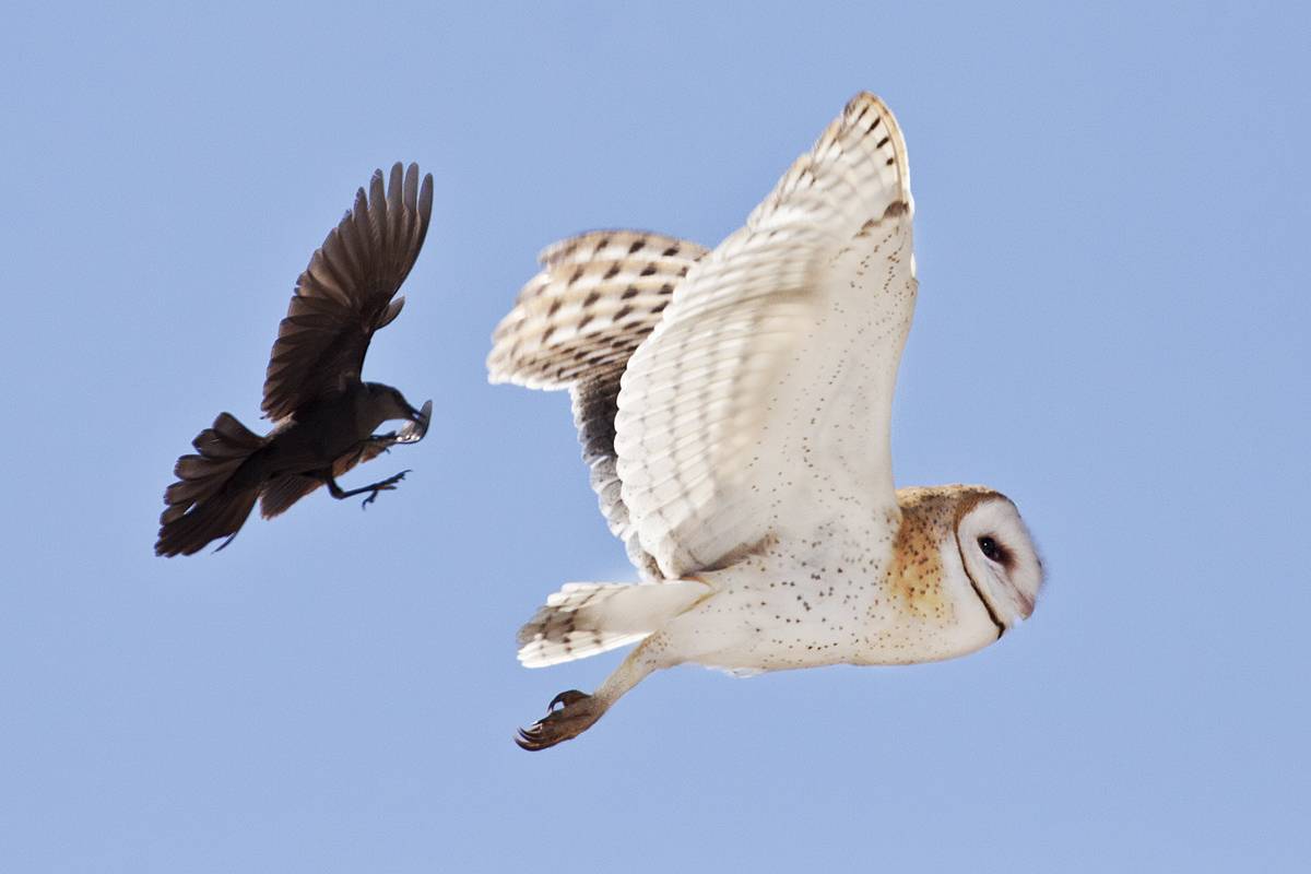 El abandono del campo ha provocado un descenso del 30% de la población de lechuza común (Tyto alba) en la provincia de Alicante. Imagen: Bill Bouton.