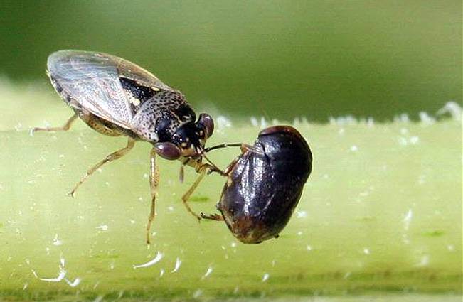 Nuevos estudios muestran que los cultivos modificados genéticamente no perjudican a los insectos beneficiosos