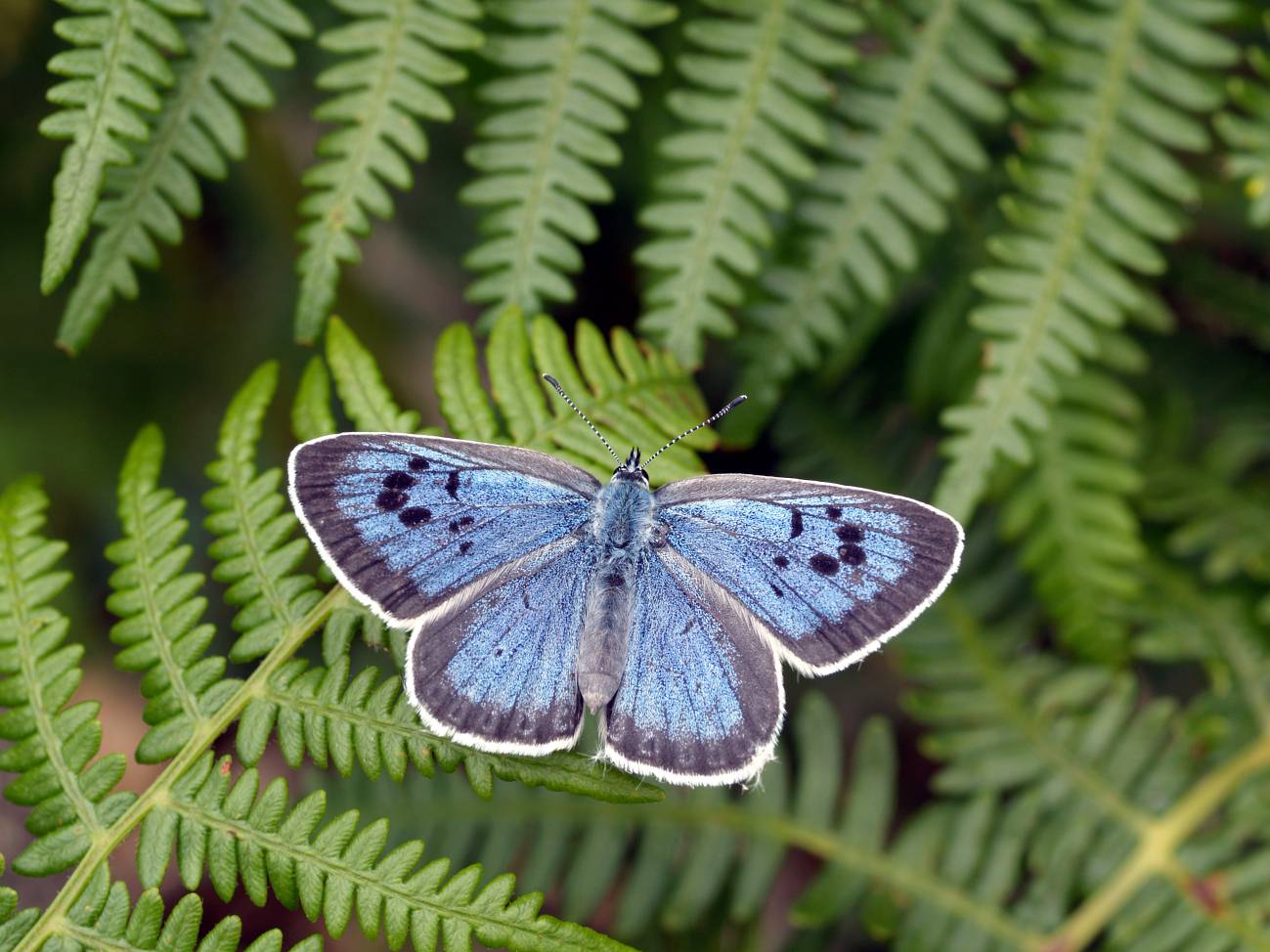 Objetivo: salvar a la gran mariposa azul