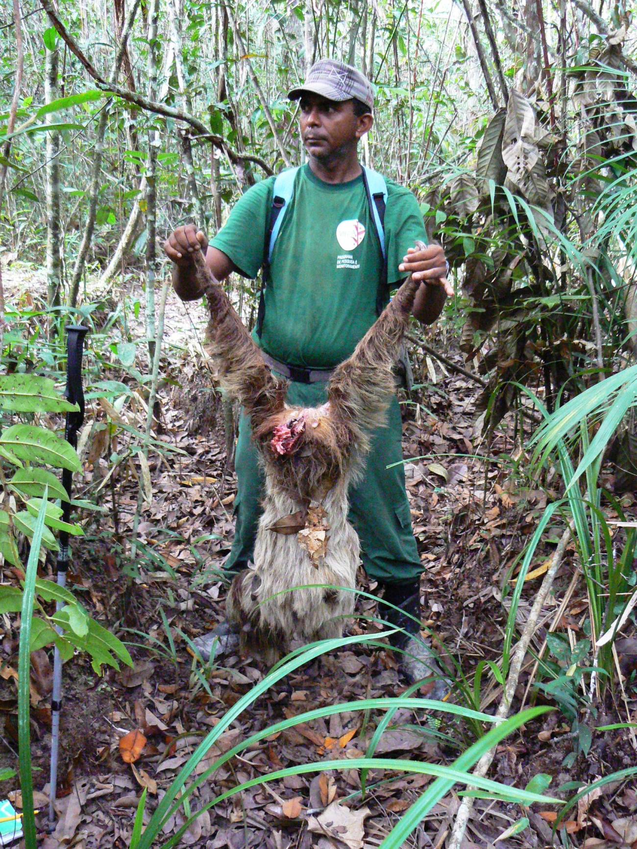 Observan por primera vez un ocelote devorando un perezoso