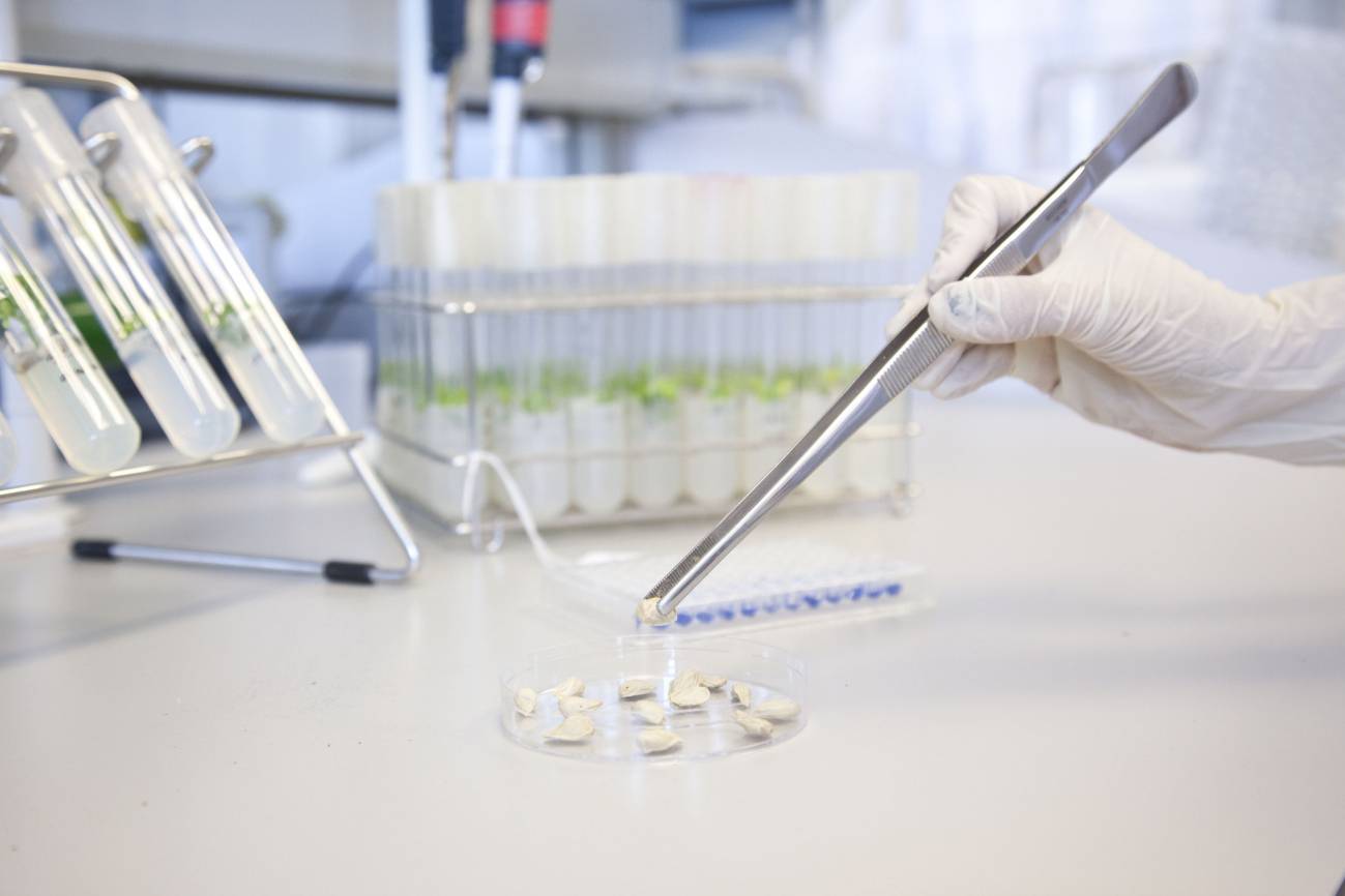 Obtienen árboles cítricos más resistentes a la sequía a partir de mutaciones genéticas