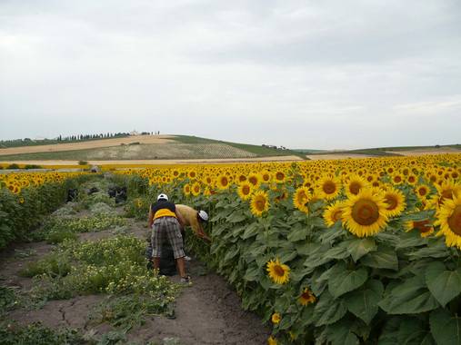 Obtienen herbicidas naturales a partir de compuestos de la hoja de girasol