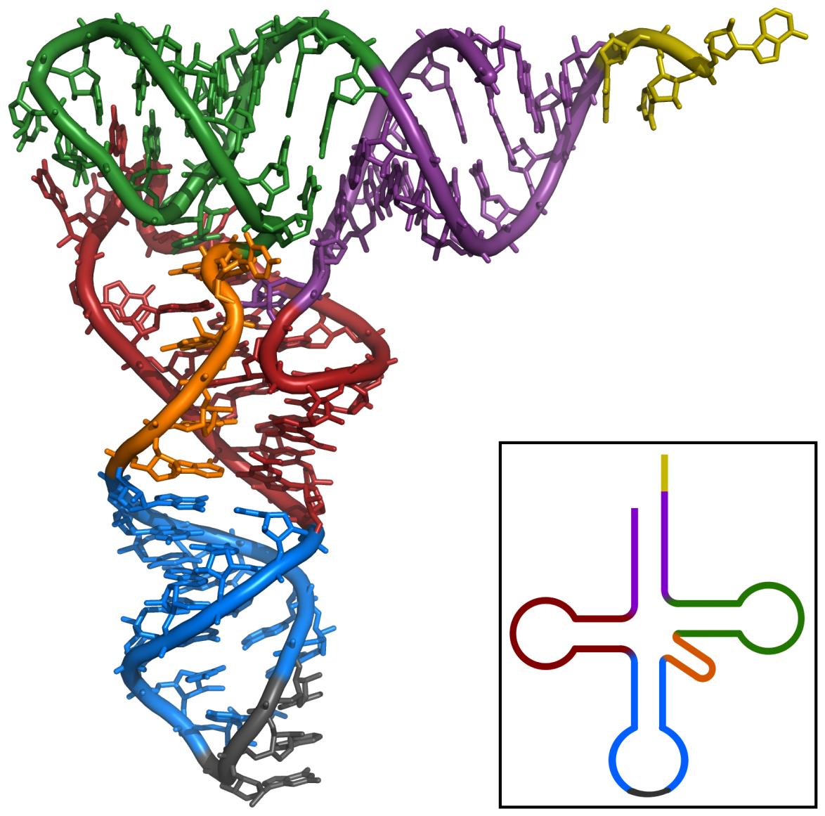 Estructura del ARN. Imagen: Wikipedia
