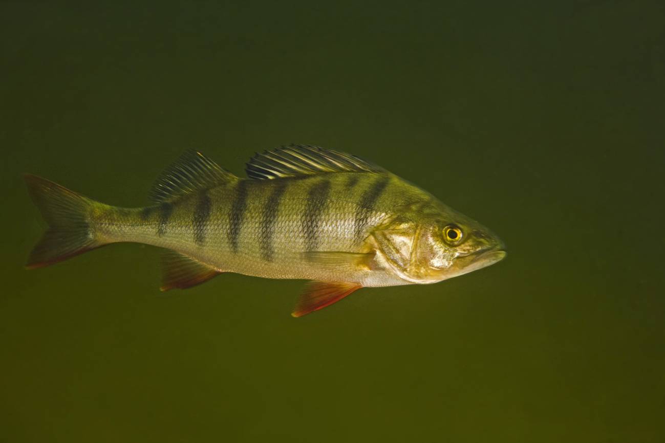 Perca fluviatilis usada en el estudio. / Bent Christensen.