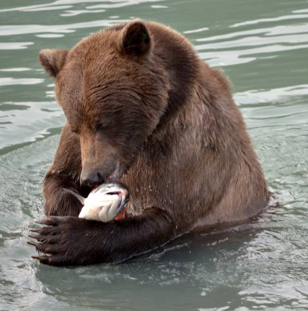 Los osos pardo son máquinas de comer salmón. Imagen: Jennifer Allen  
