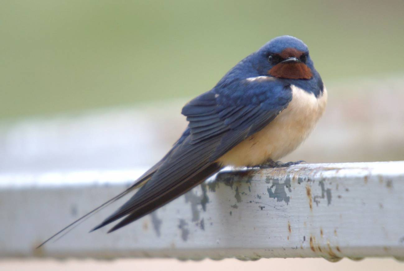 La golondrina común (Hirundo rustica) es una de las especies que más ha descendido en España. / Ferrán Pestaña