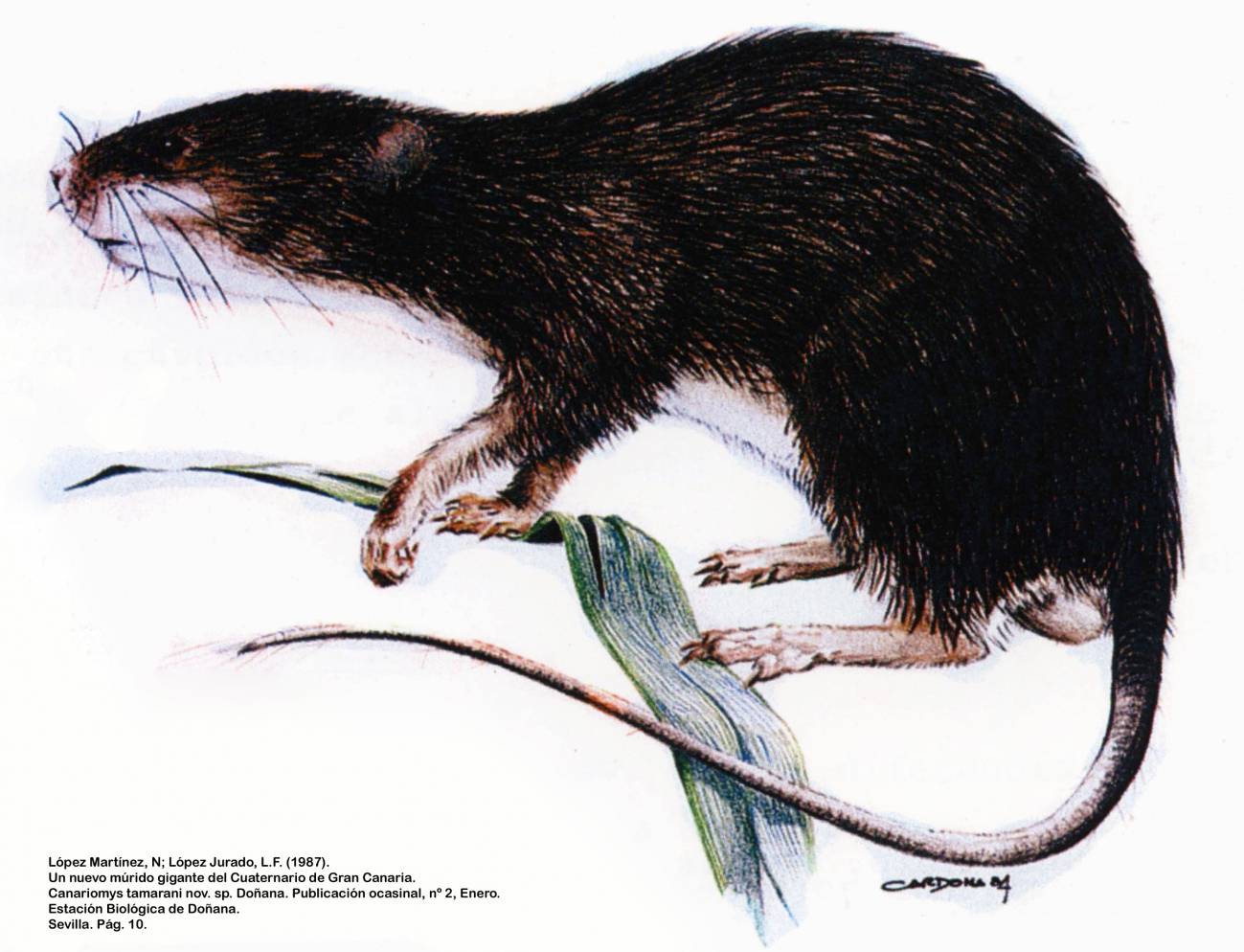 Ratas ‘gigantes’ poblaron Canarias hace más de 2.000 años