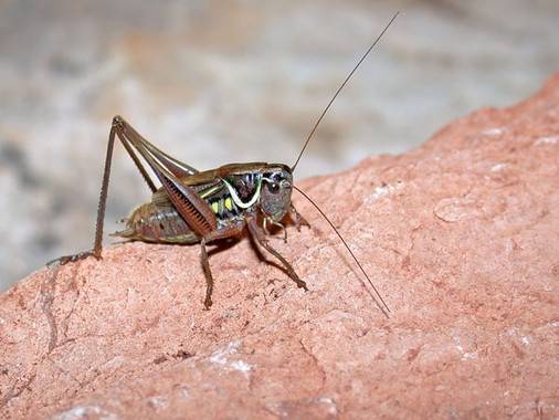 Reaparece el cigarrón de La Mancha, una especie que se creía extinta