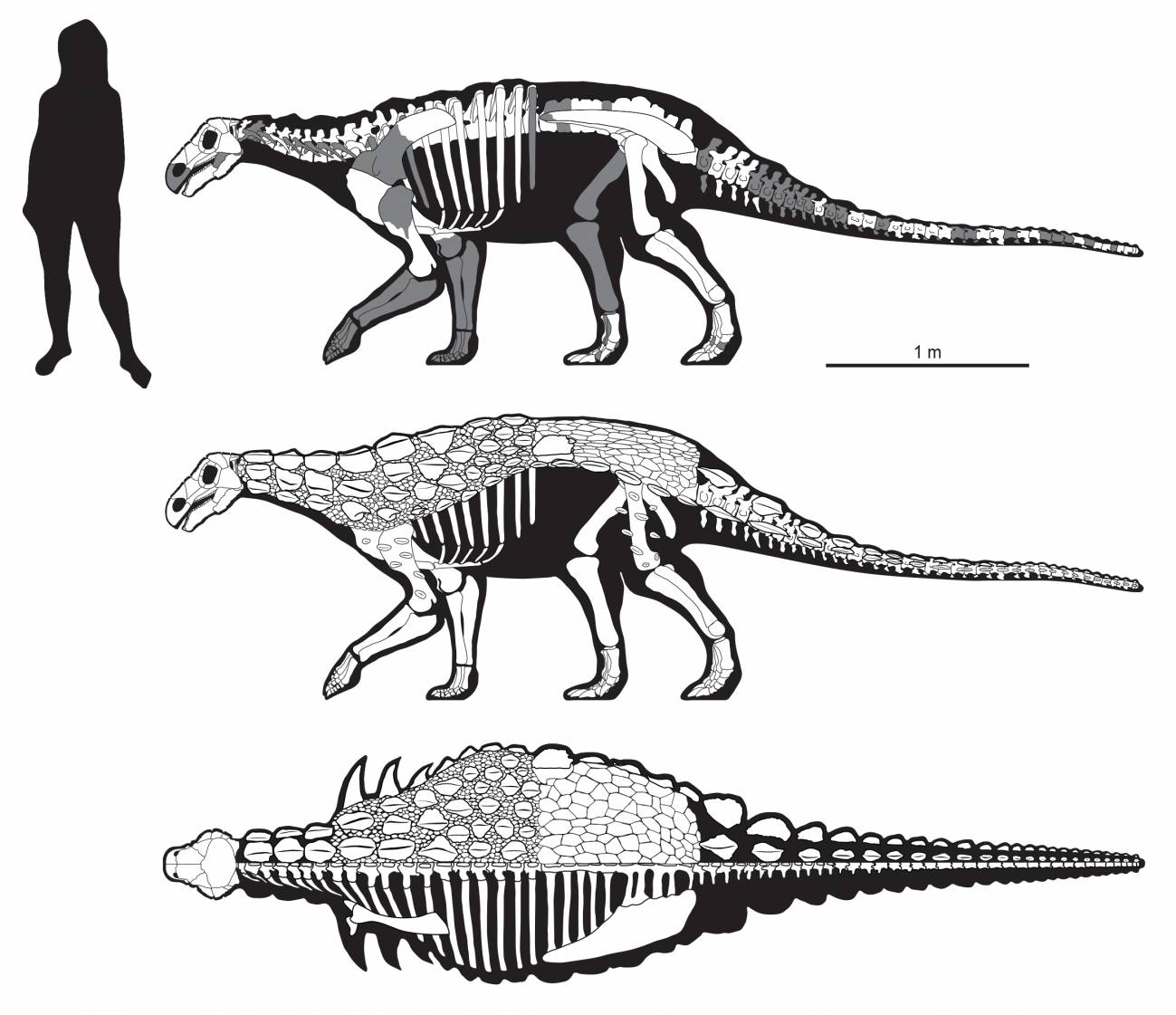 Reconstrucción del esqueleto 