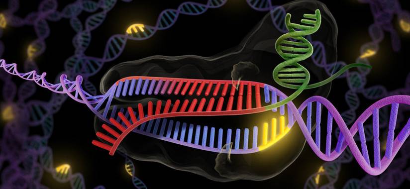 La herramienta utilizada para esta edición genética se llama CRISPR y actúa como unas tijeras de ADN. / Universidad de Berkeley