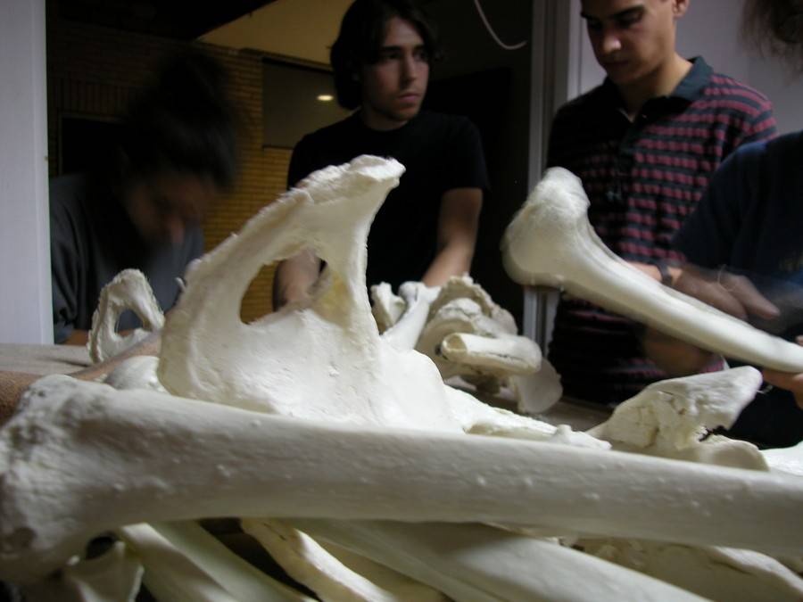 Réplicas de los huesos humanos para mejorar la enseñanza de anatomía