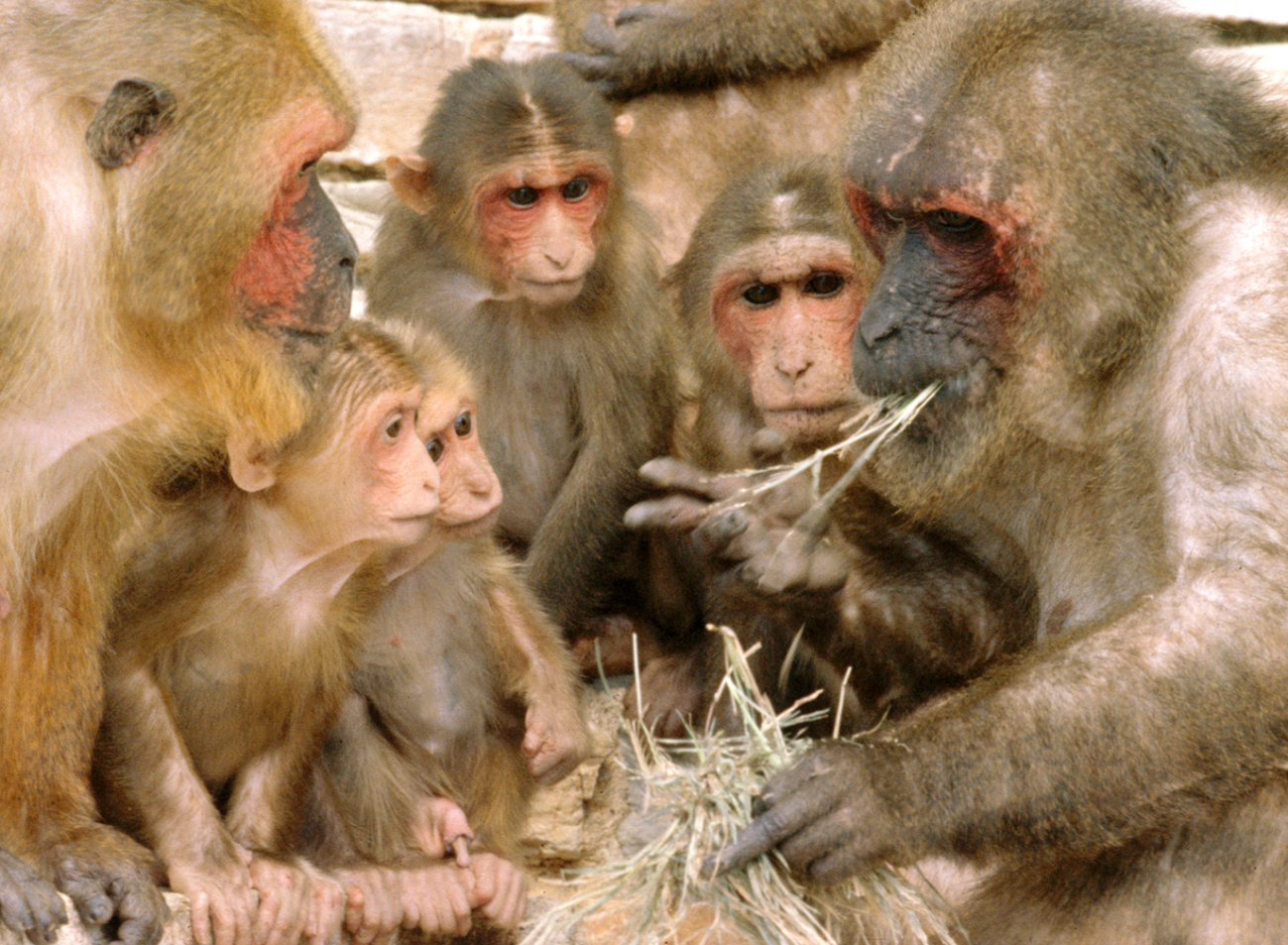 Macaca arctoides. Imagen: Wikipedia