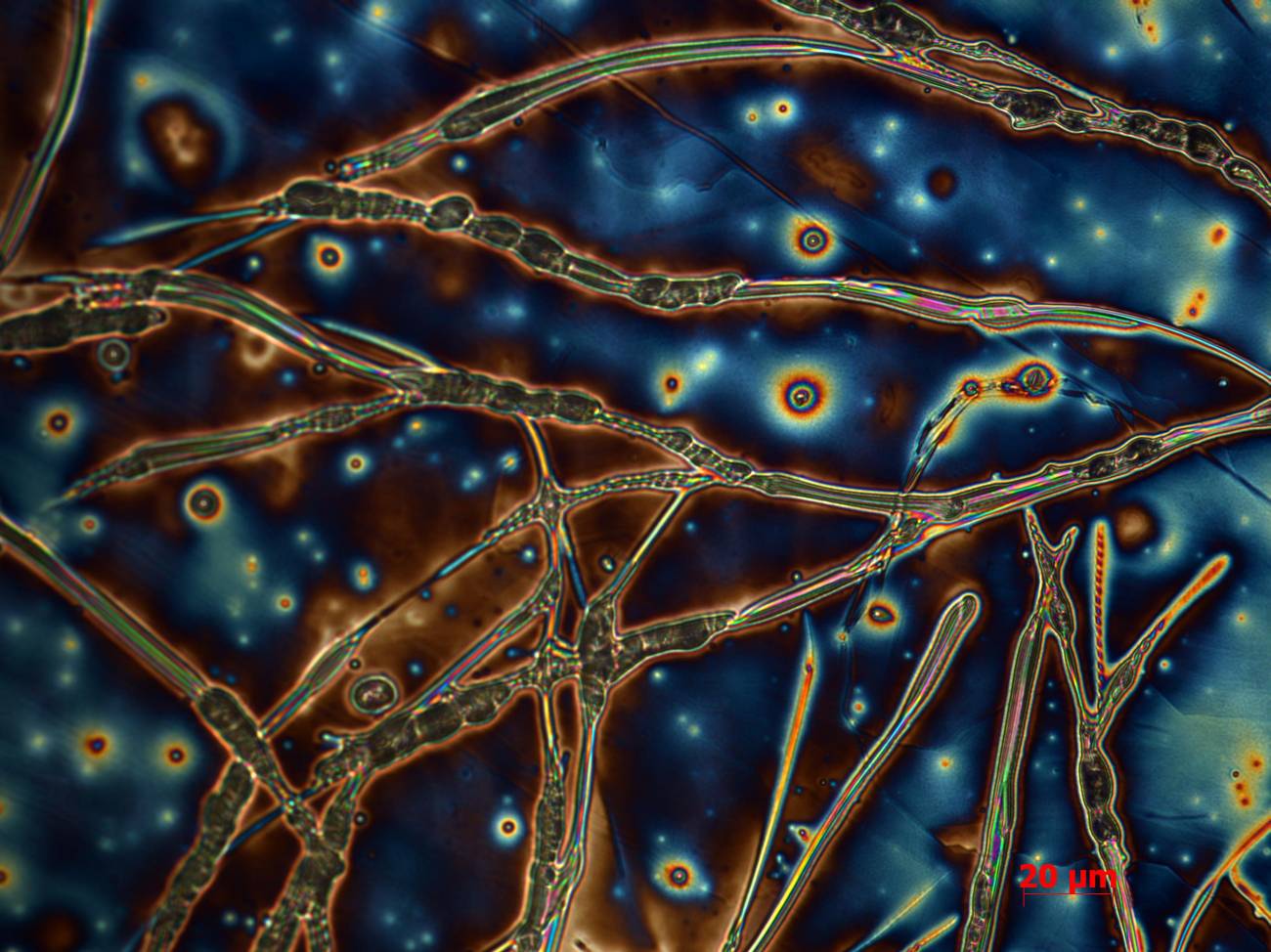 Se entregan los premios del Octavo Certamen de Fotografía Científica FOTCIENCIA