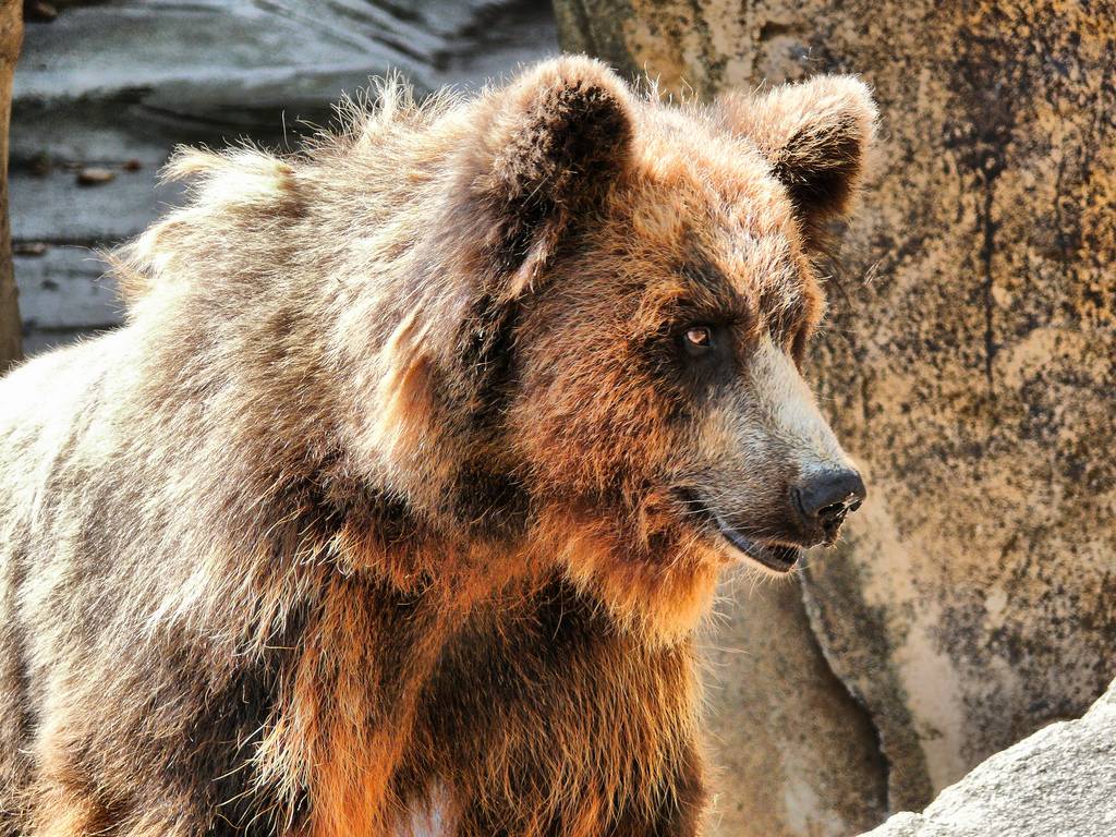 Se extingue el oso de los Pirineos