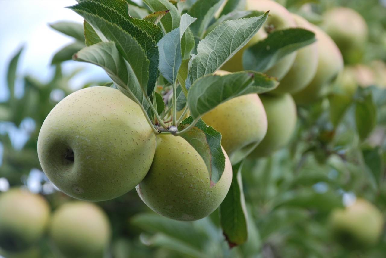 Secuencian el genoma de la manzana