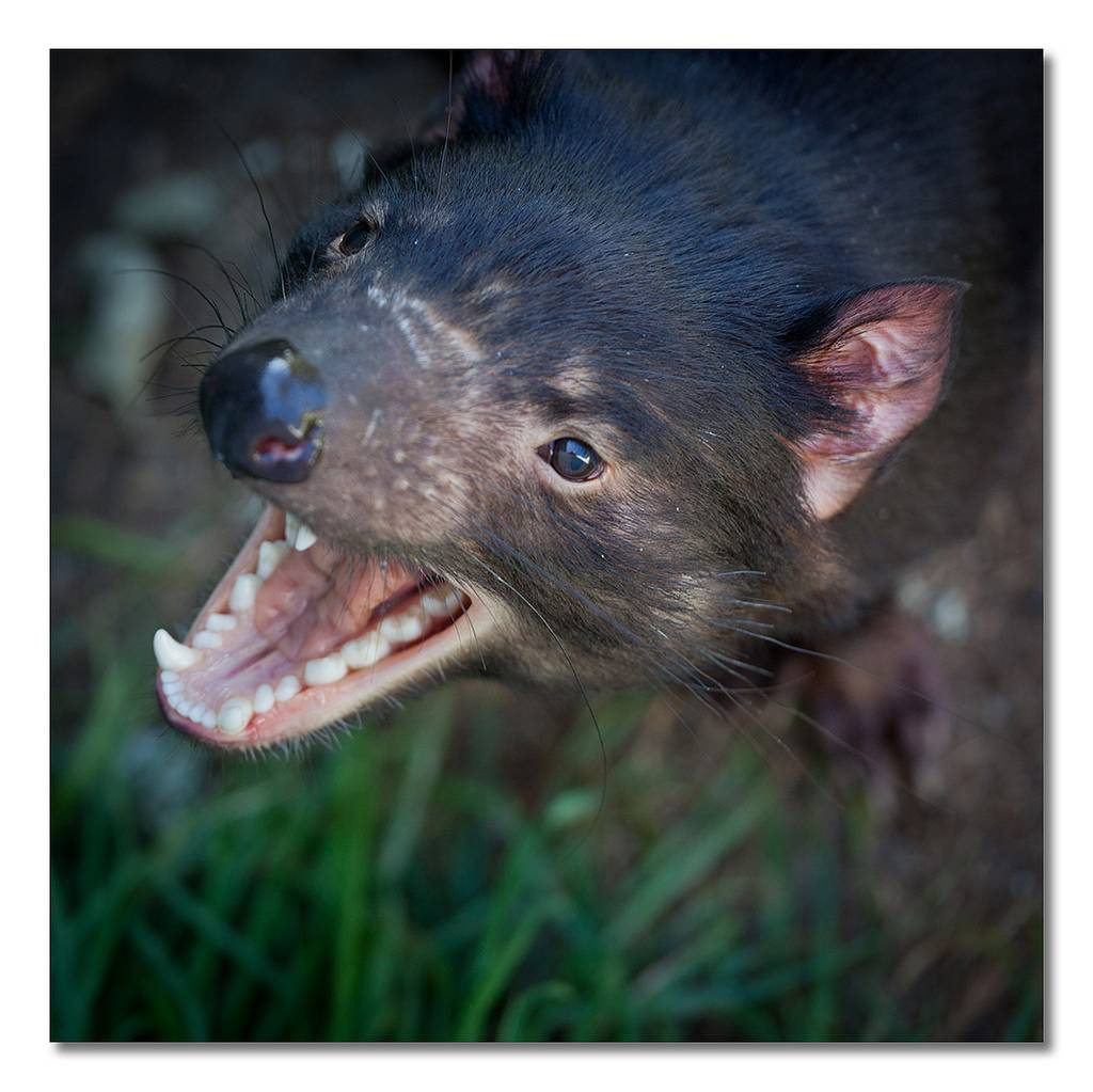 Demonio de Tasmania