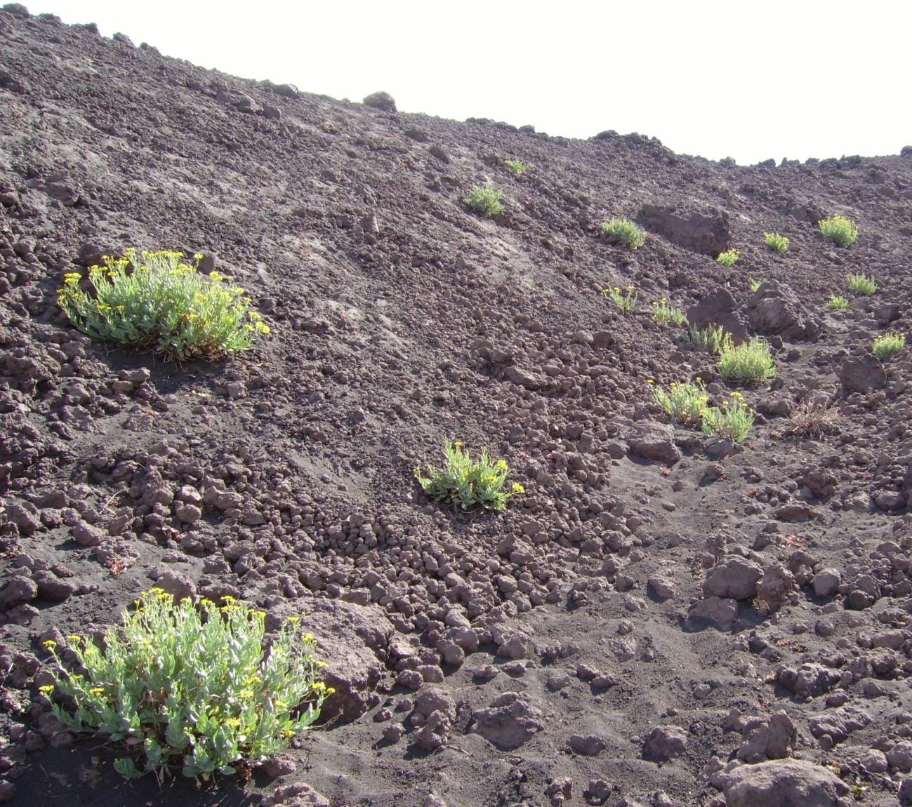 Ejemplar de Senecio aethnensis sobre el Monte Etna (Italia). Imagen: Adrian Brennan.