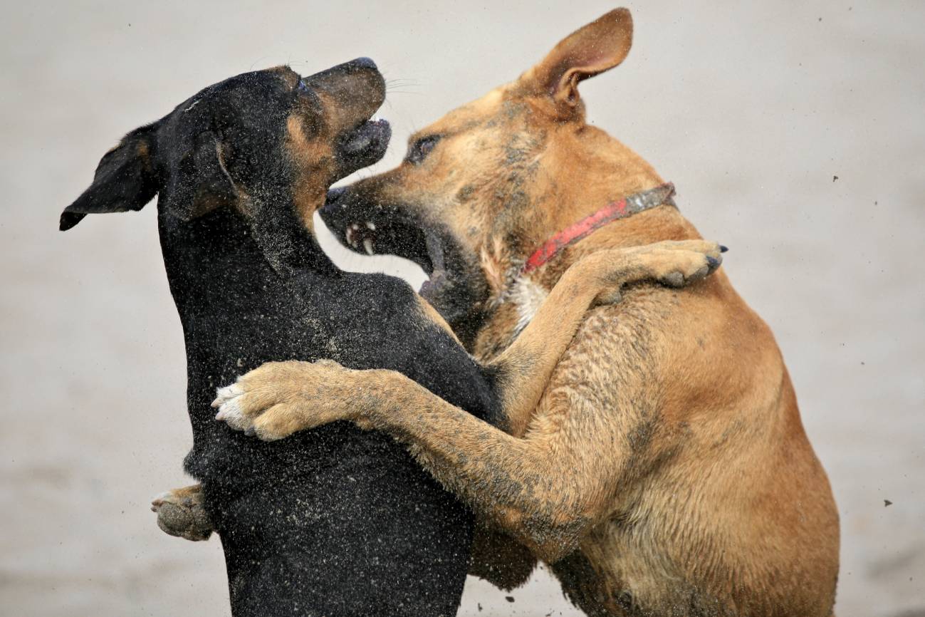 Si su perro es agresivo, a lo mejor le duele algo 