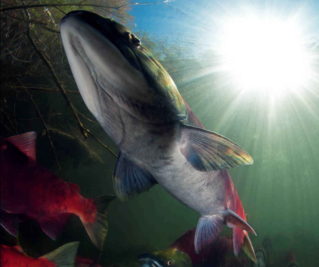 Sólo los ‘supersalmones’ resistirán al cambio climático