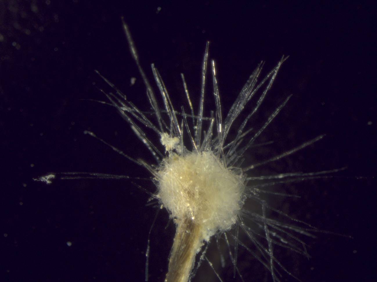 Imagen del Spiculosiphon oceana. /Oceana 