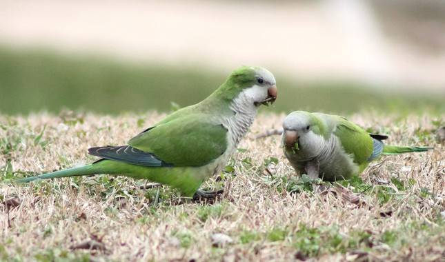Todas las cotorras invasoras proceden de una pequeña región de Sudamérica