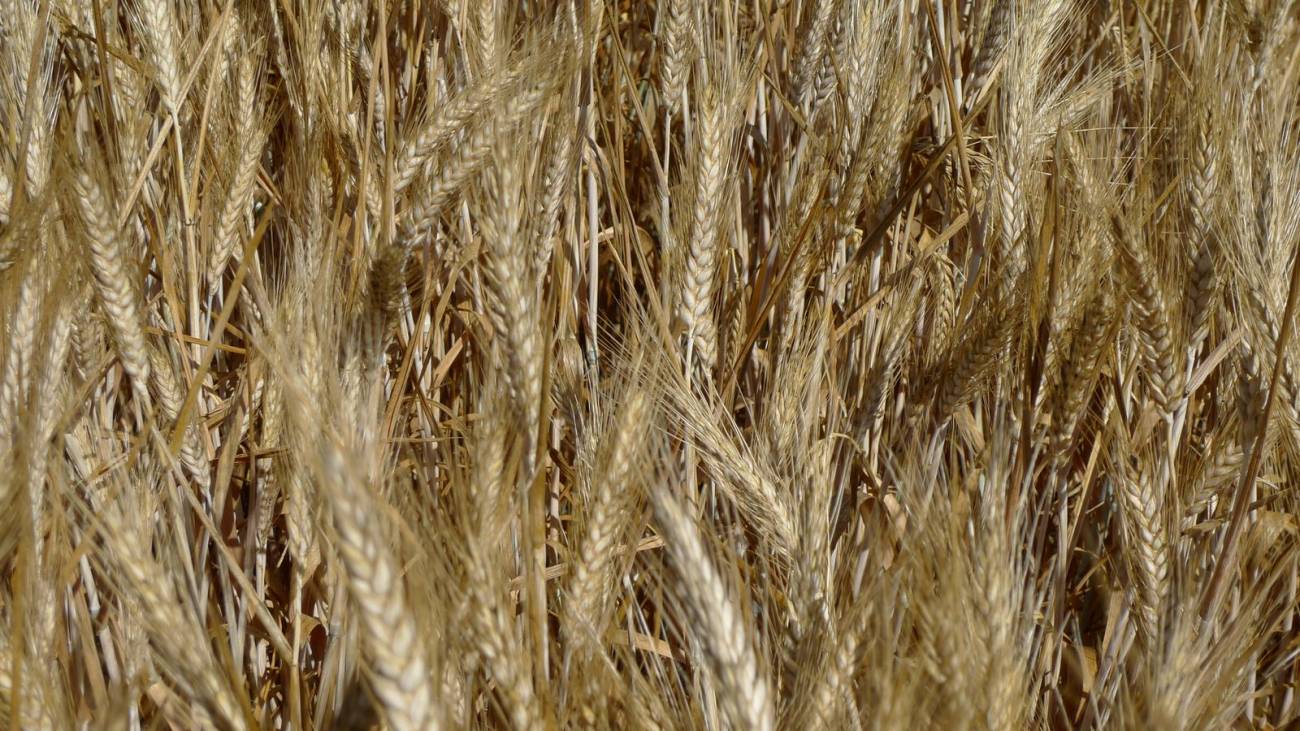Tritordeum, un nuevo cereal para el consumo humano