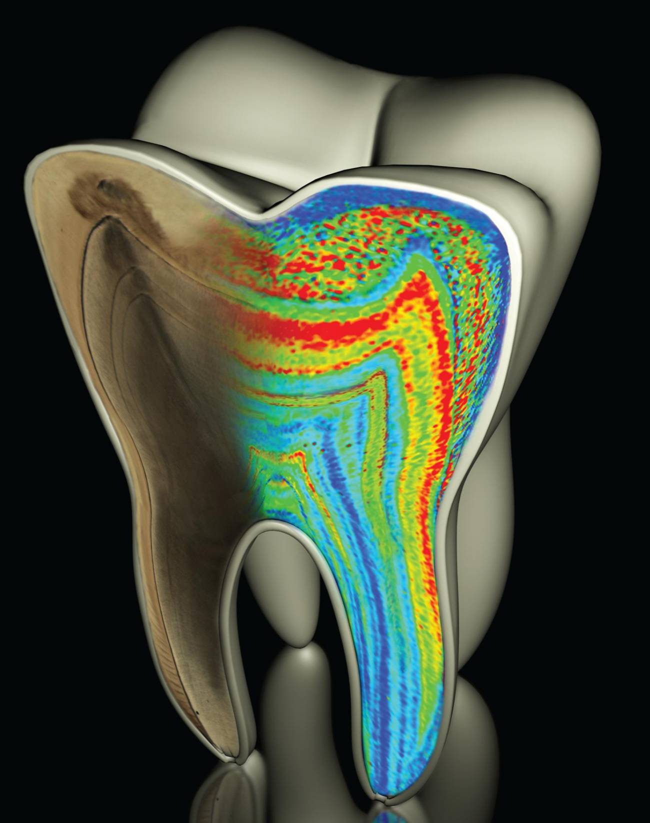 Los niveles de bario de los dientes ayudan a saber la edad de destete. / Austin et al. (Nature)