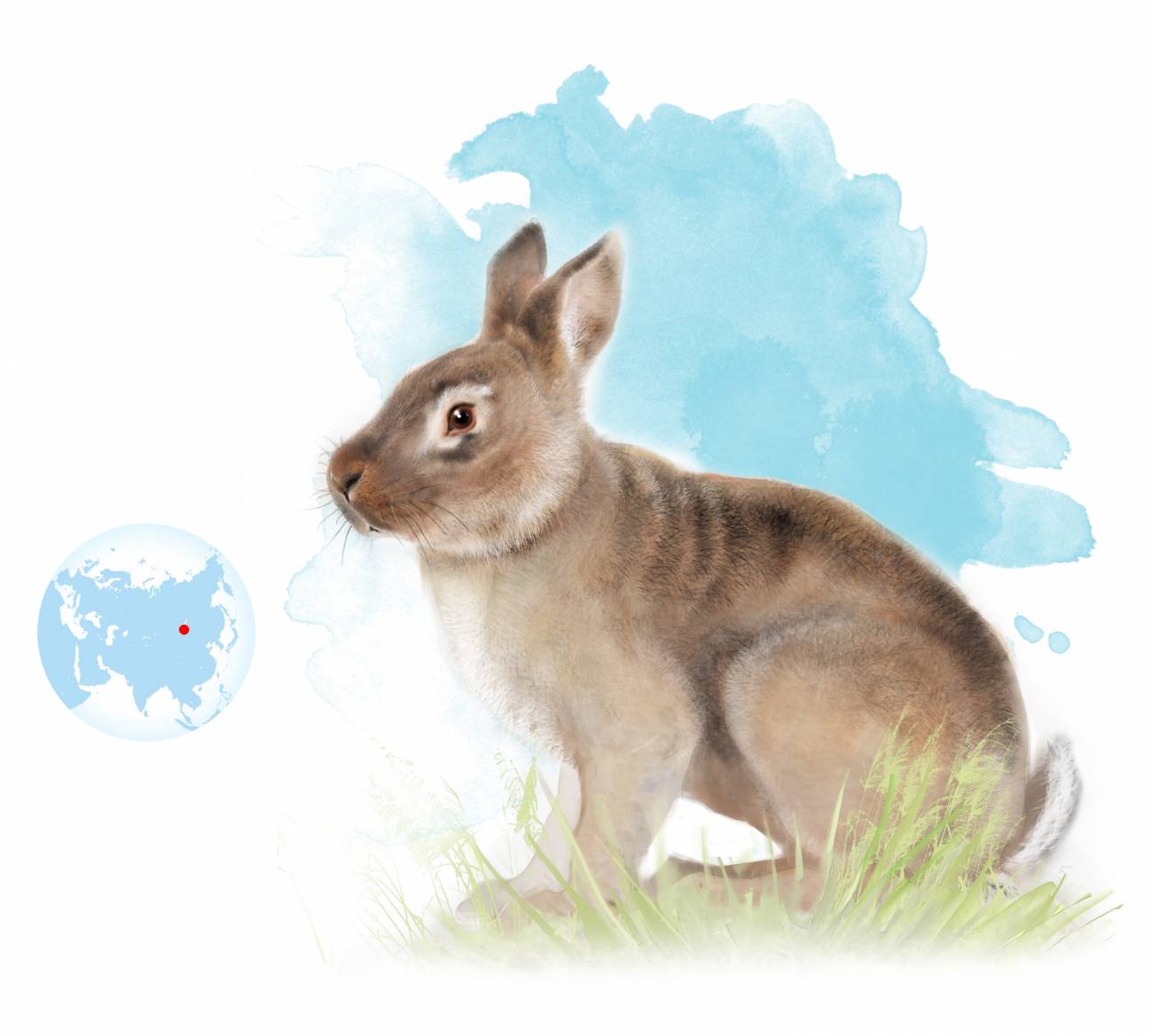 Un antepasado del conejo conecta Europa con Asia