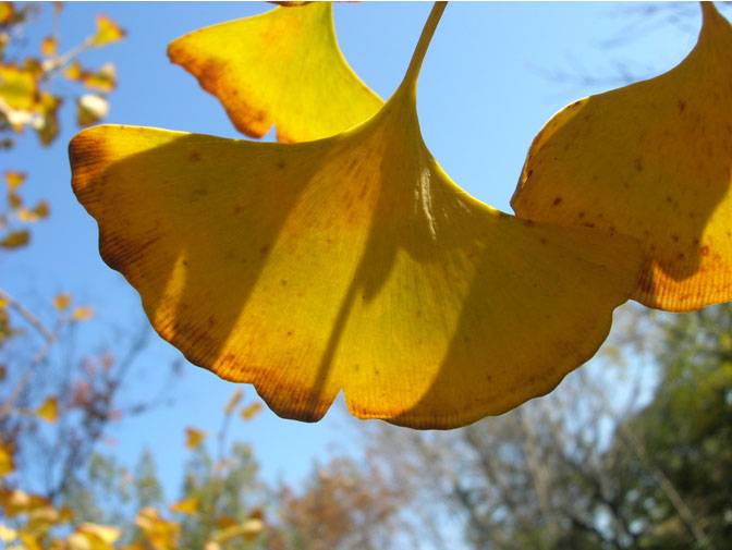 Un botánico español busca los refugios de flora prehistórica en China