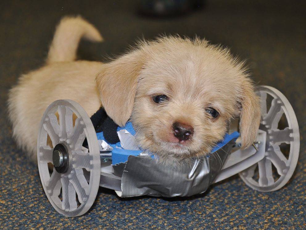 Un cachorro sin patas delanteras camina gracias a una impresora 3D