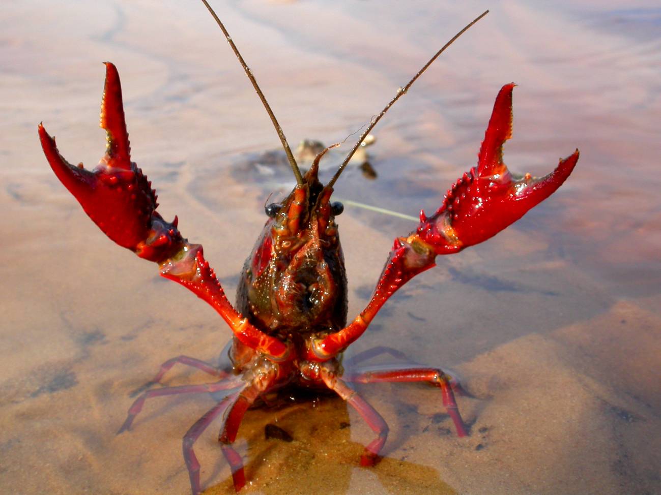 Un cangrejo invasor beneficia a corto plazo a especies autóctonas del Guadalquivir