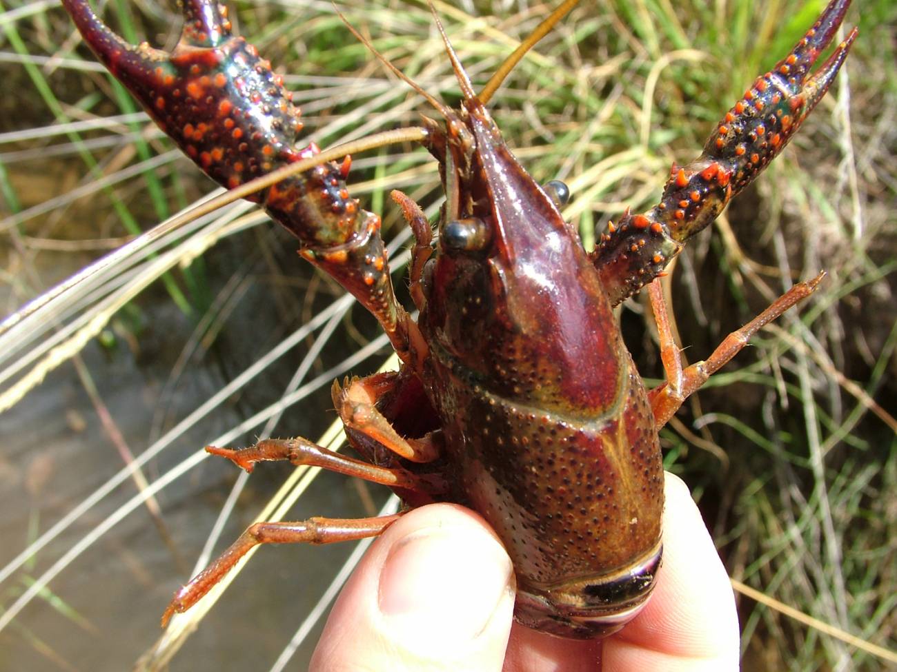 Procambarus clarkii. Imagen: Juan Rueda Sevilla 