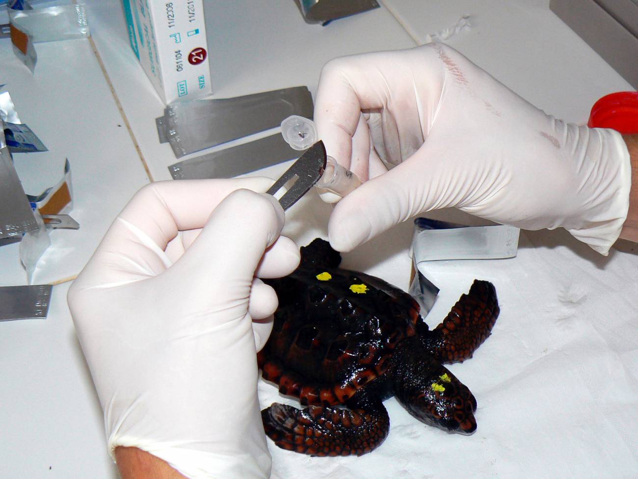 Un estudio analiza cómo afectan los cambios ambientales a las tortugas marinas