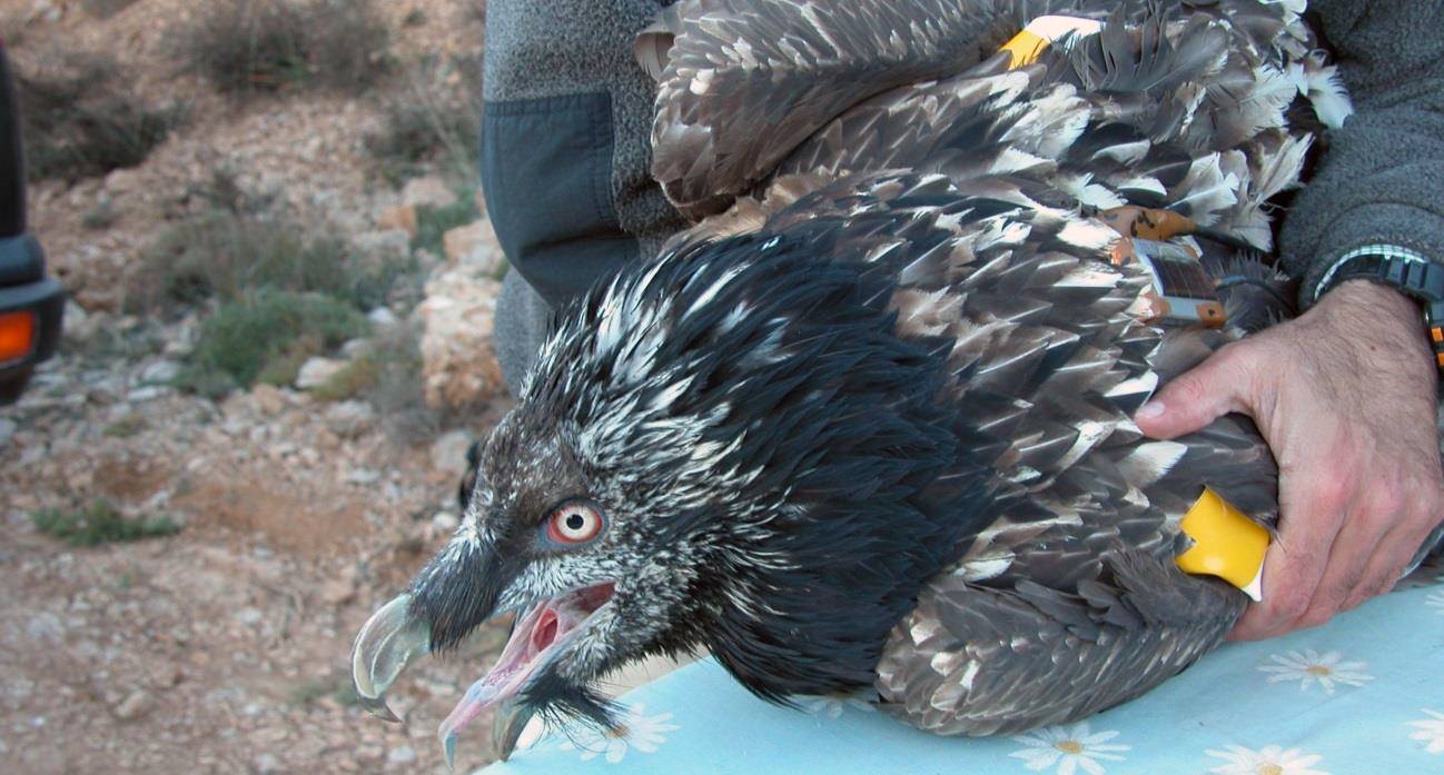Marcaje de un pollo de quebrantahuesos. / CSIC.