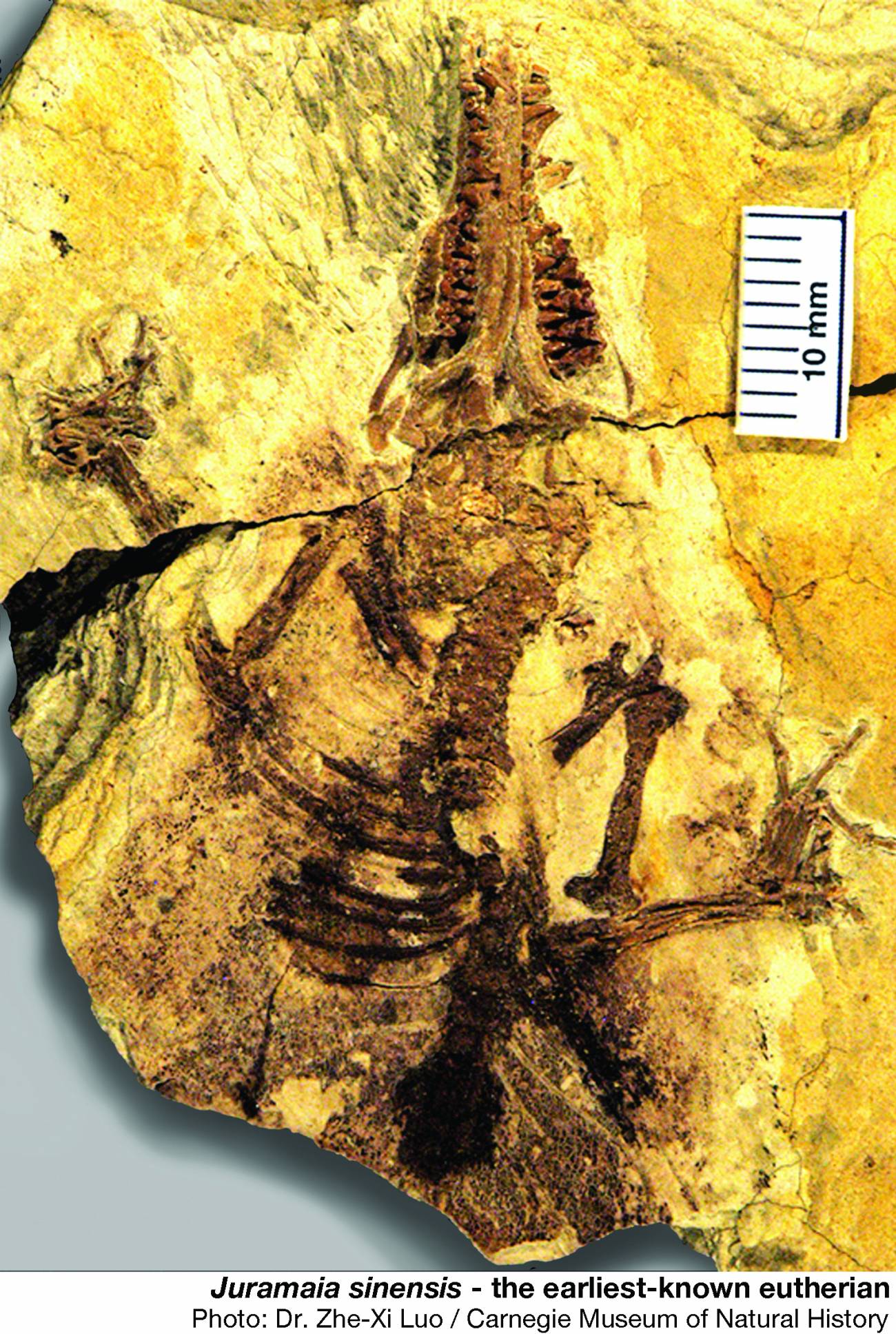 Un fósil de 160 millones de años revela el origen de los mamíferos con placenta