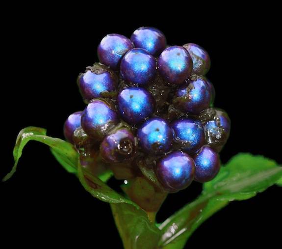 Un fruto africano produce el color más intenso de la naturaleza
