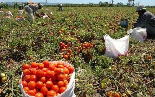 Un laboratorio valida cerca de 290 plaguicidas en 24 horas en frutas y hortalizas