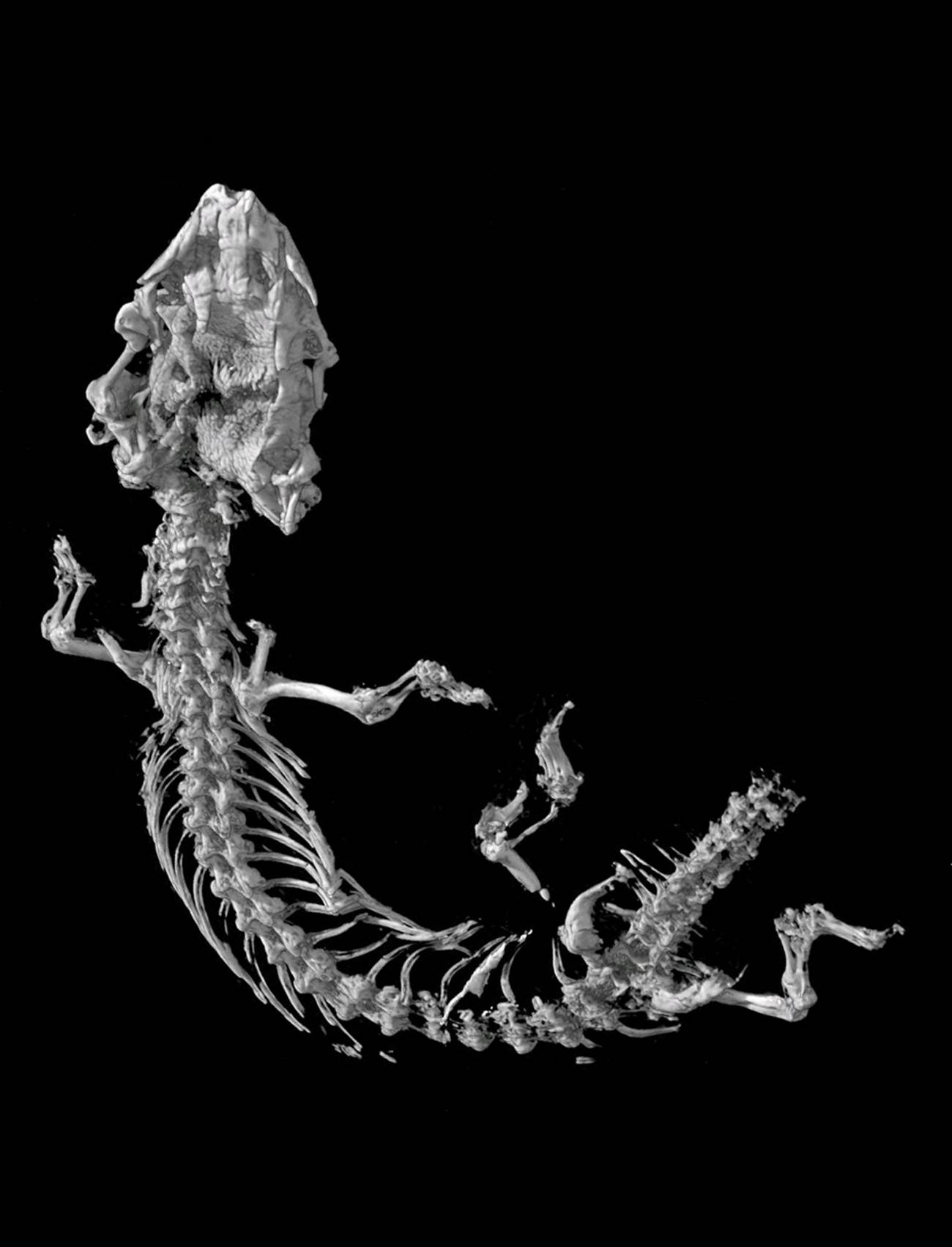 Un lagarto prehistórico revela el origen de las culebrillas ciegas
