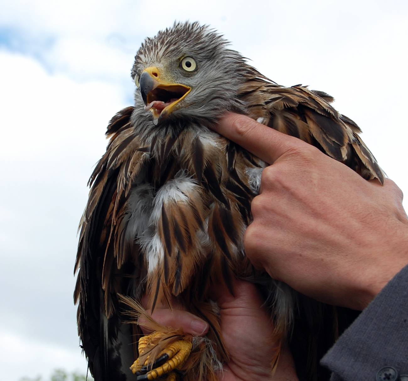 Milano real marcado en la localidad de Lozoyuela por SEO/BirdLife. / SINC