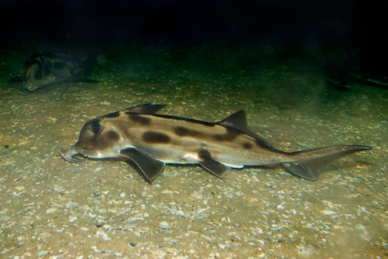 Un mismo proceso genético forma las branquias de los peces y los dedos de los mamíferos