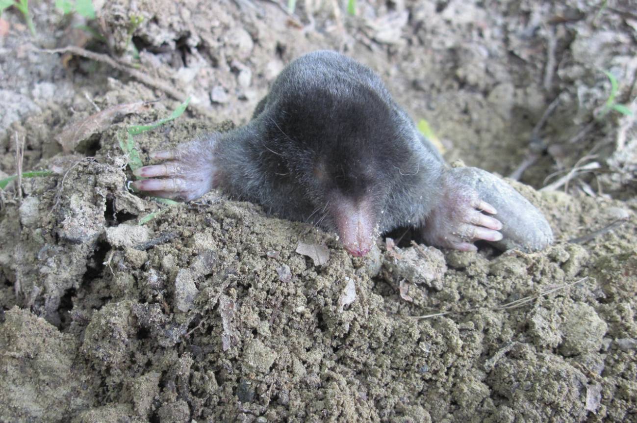 Un nuevo atlas revela las amenazas de la biodiversidad de los suelos europeos