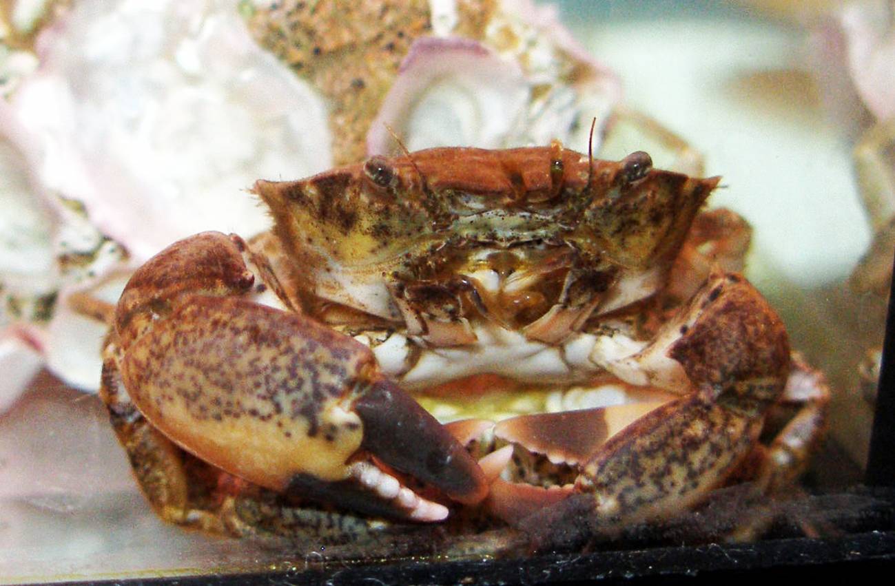 Dyspanopeus sayi es una especie que tolera muy bien los cambios de temperatura y de salinidad. Imagen: Guillermo Guerao. 