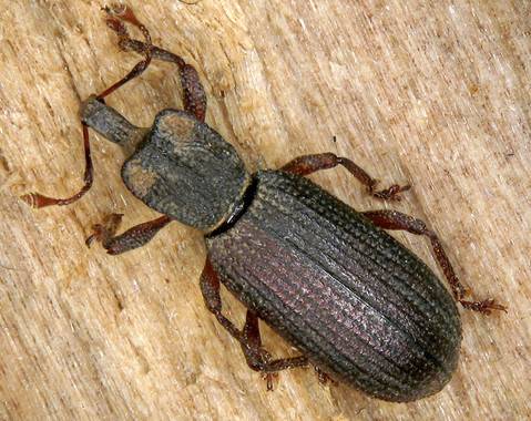 Un nuevo escarabajo emerge del subsuelo de Gran Canaria