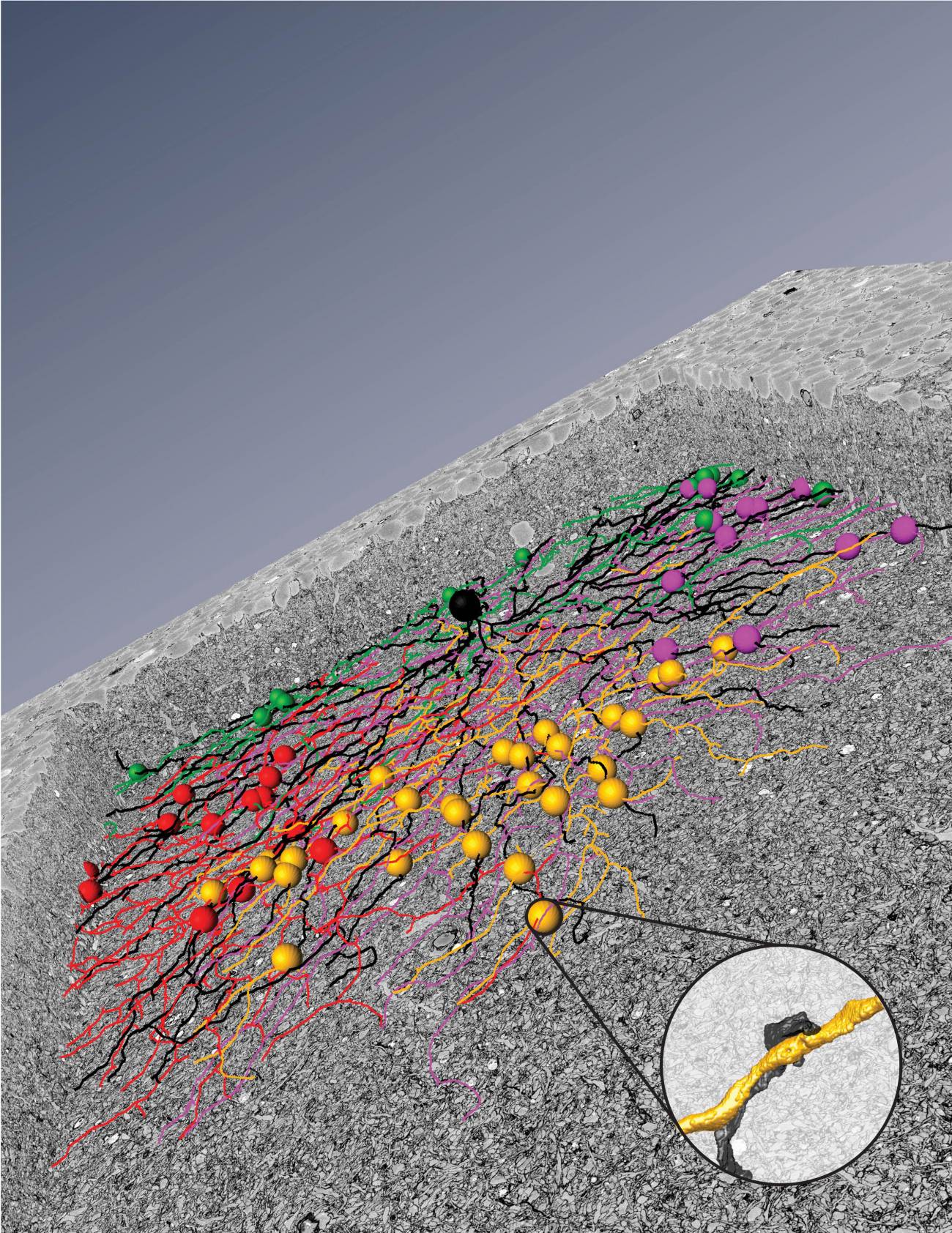 Un nuevo ‘mapa’ facilita la comprensión de los circuitos neuronales